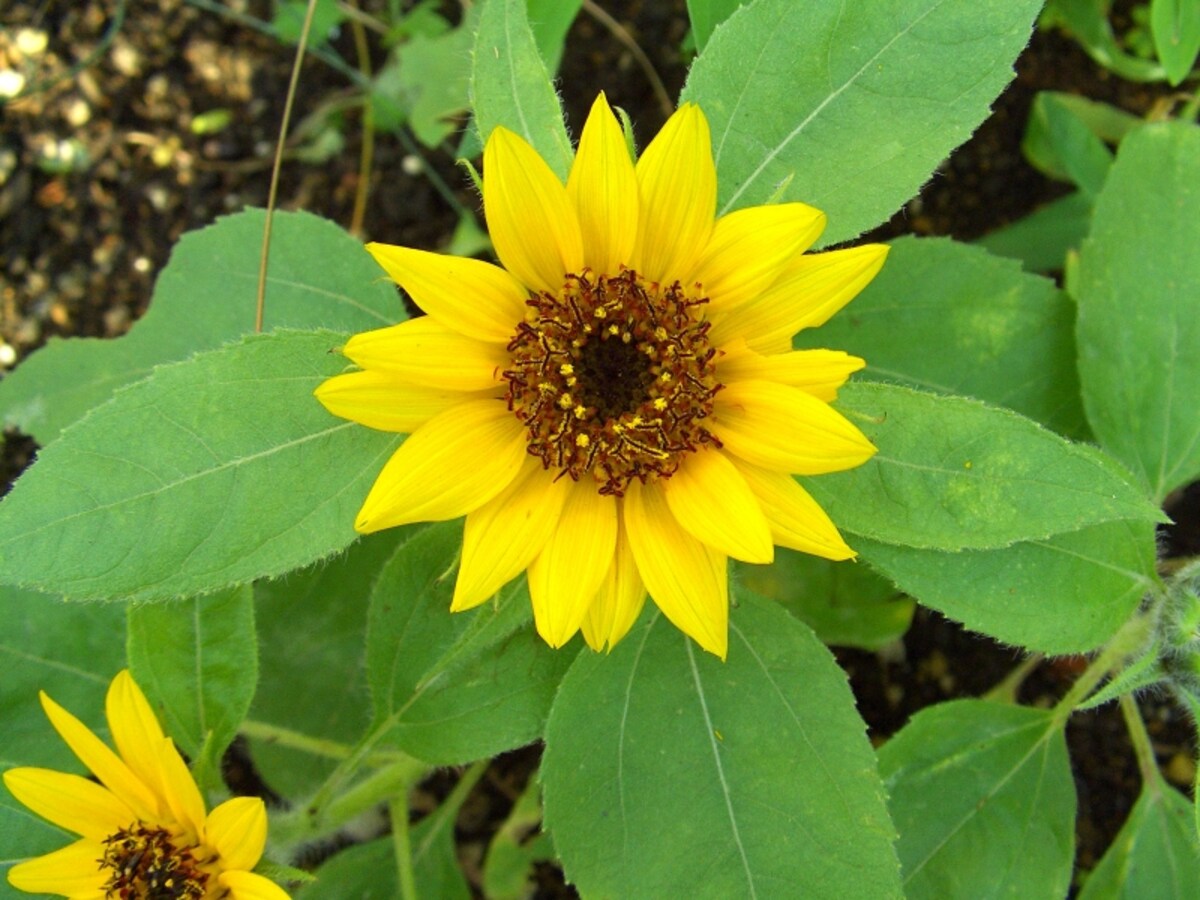 ヒマワリの花