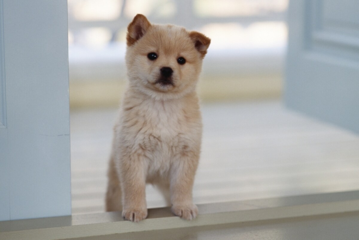 子犬を迎えるために必要な準備