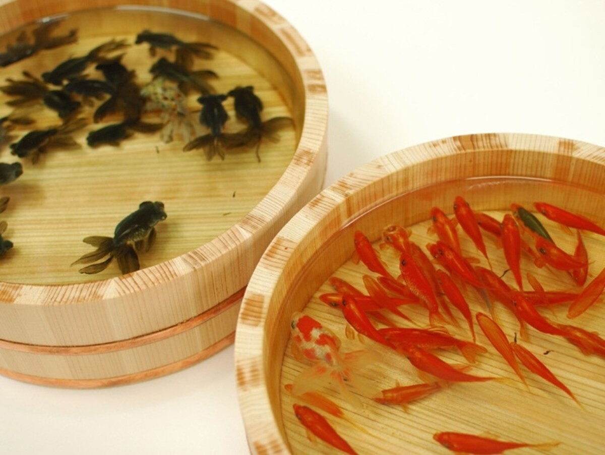 四つの桶　 和金、月光　four tubs　　nikikogane,gekkou