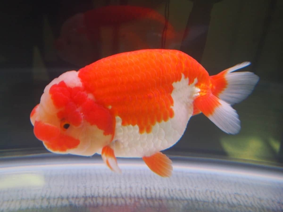 らんちゅう