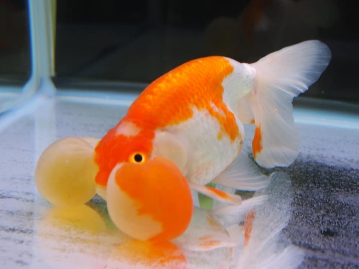 水泡眼（スイホウガン）