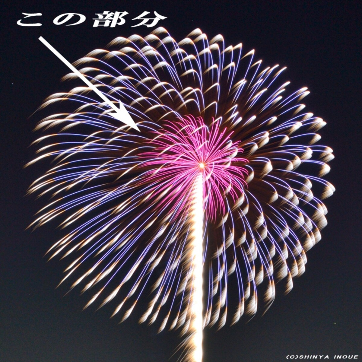 菊先青銀乱