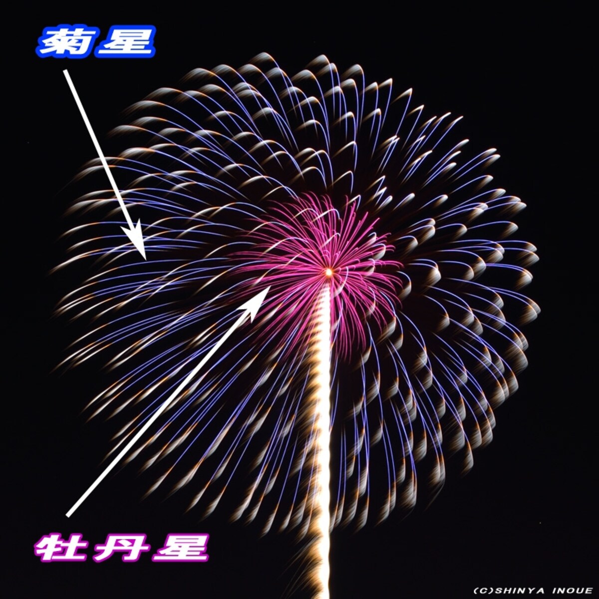紫芯菊先青銀乱