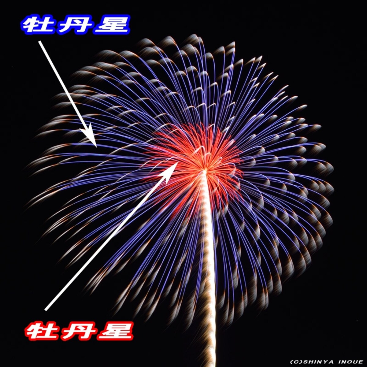 紅芯桔梗牡丹