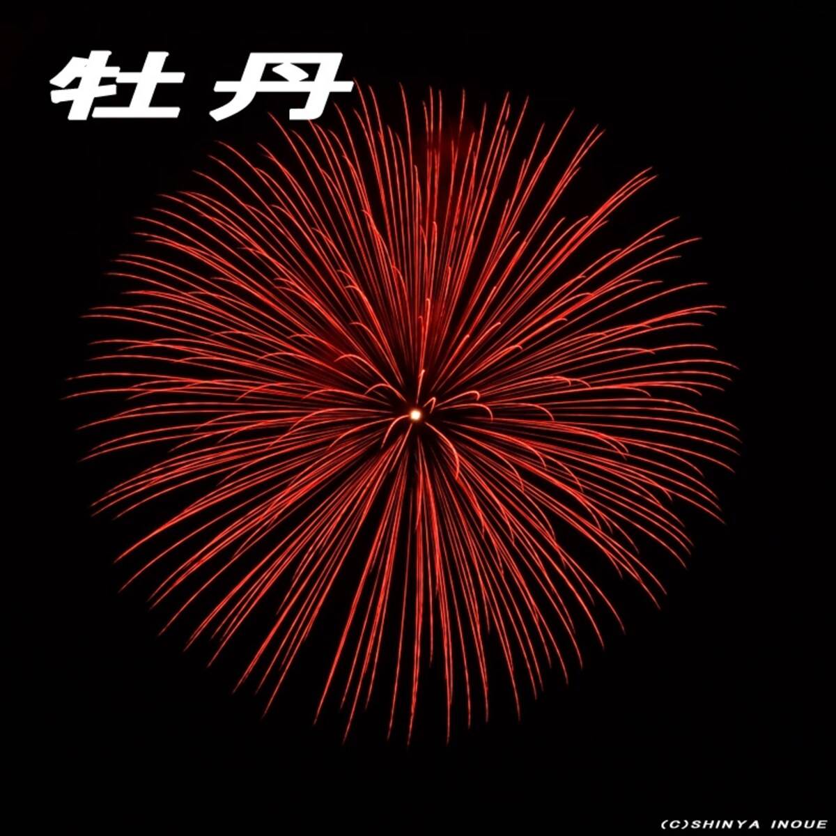 牡丹