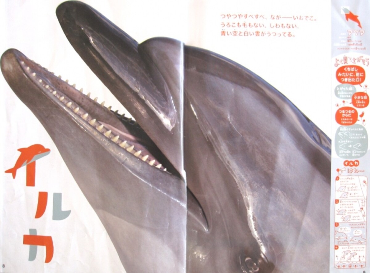 イルカの画像