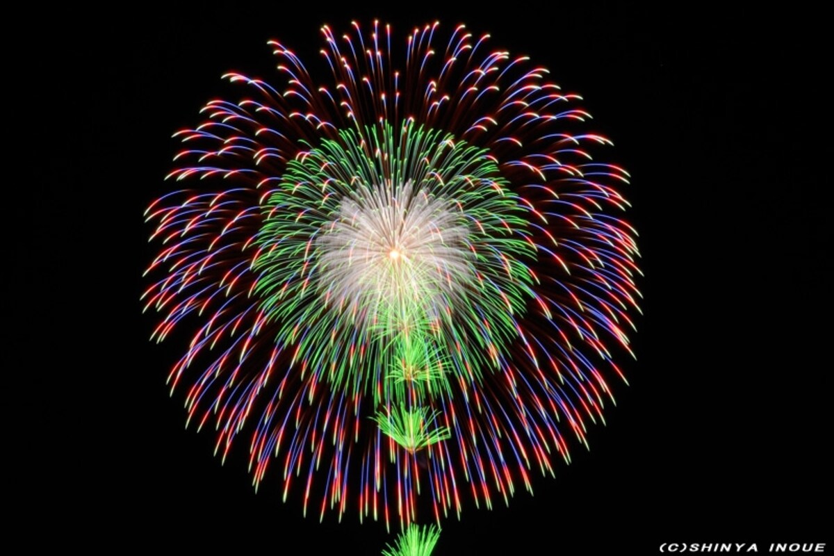 八重芯変化菊