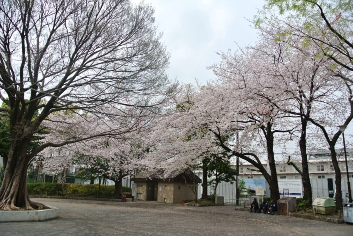 桜の花が咲く公園に近接した現地