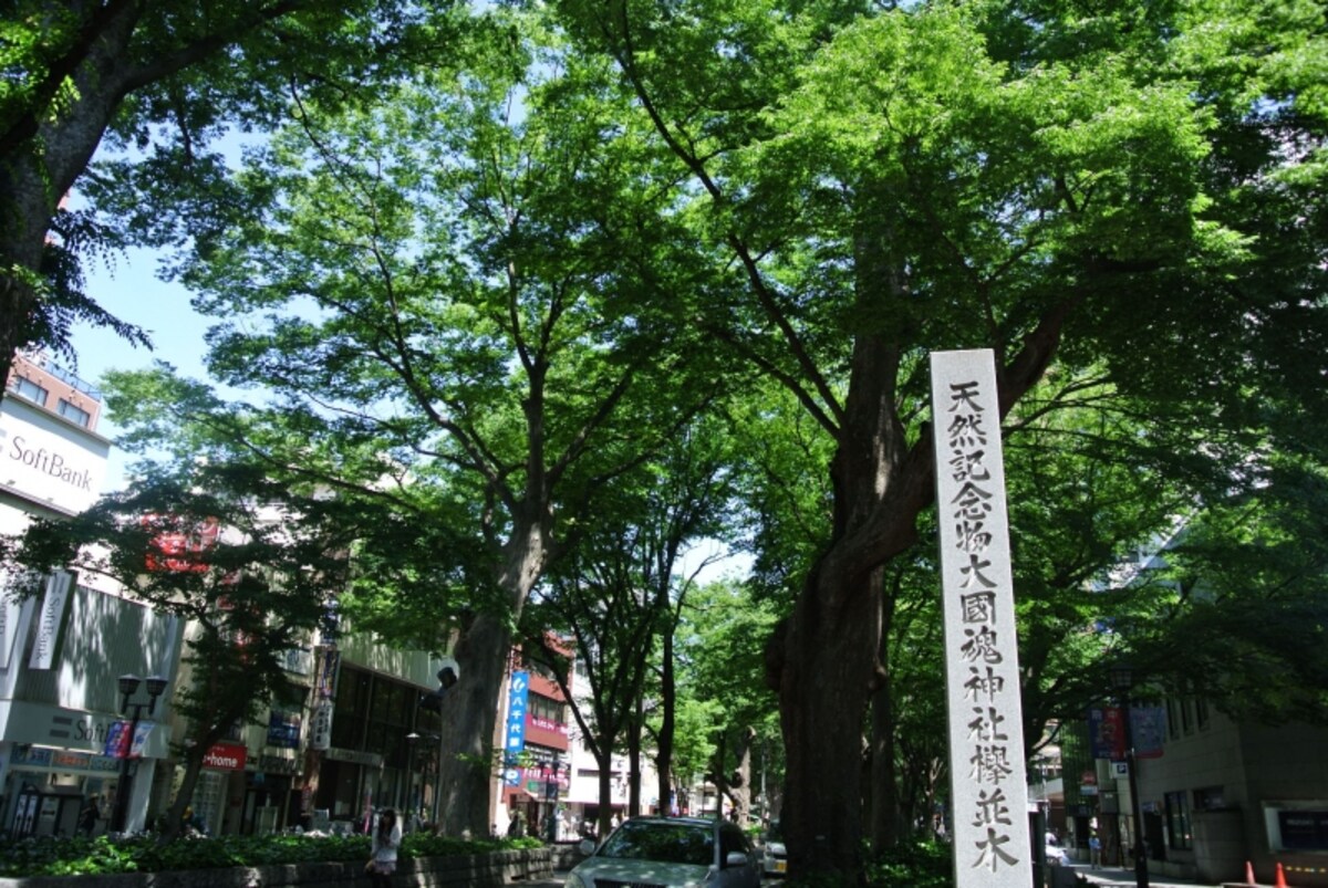 府中駅前の南北に伸びる馬場大門けやき並木