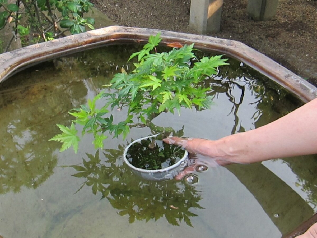 苔玉ごと浸します