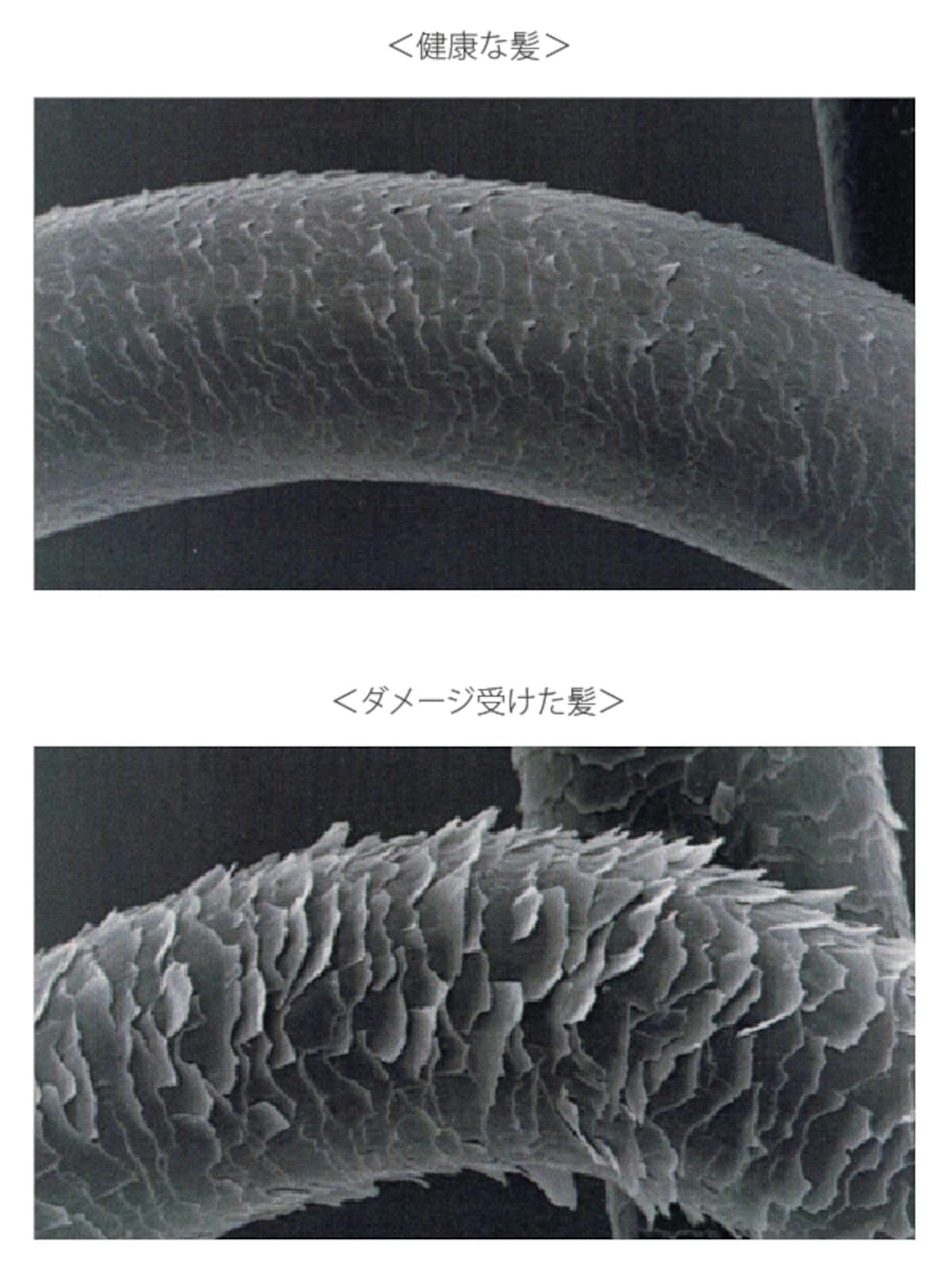 ダメージ髪