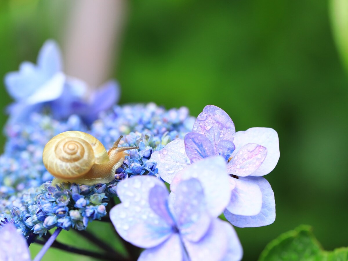 あっ、カタツムリ！ 梅雨を彩る紫陽花には嬉しい出会いがあるかもしれませんね