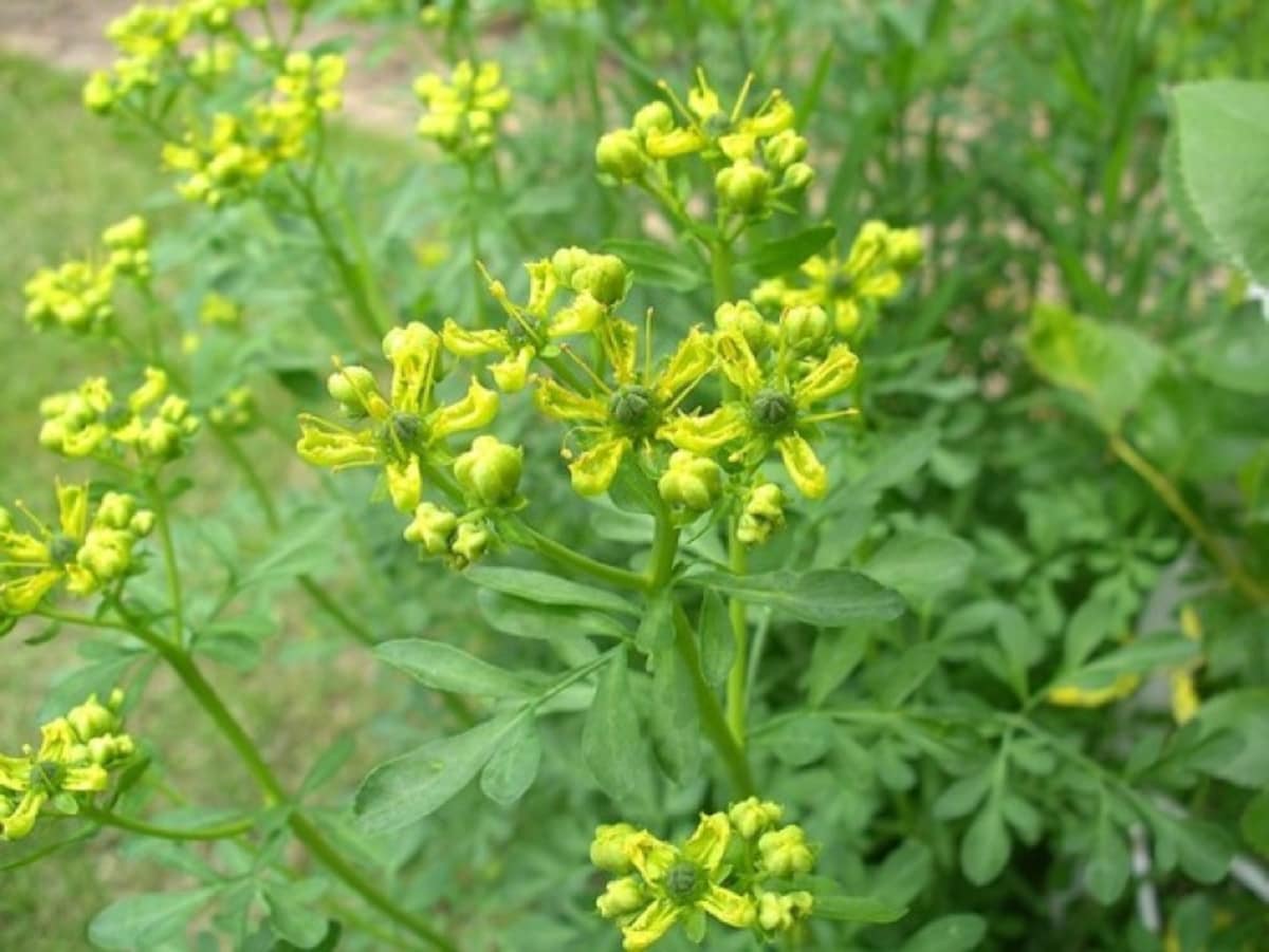 ルーの花