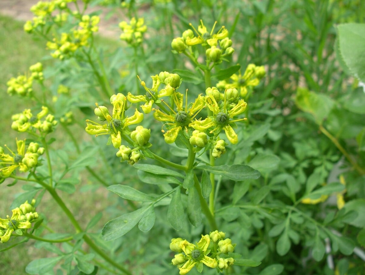 ルーの花