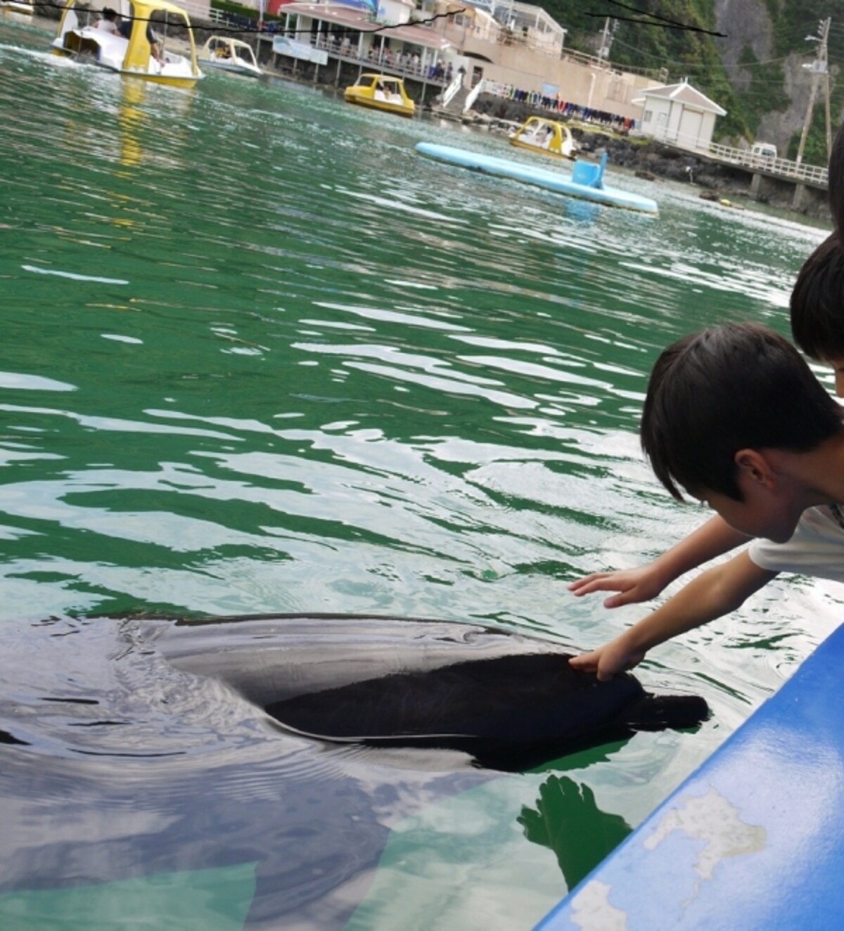 イルカと遊べる「下田海中水族館」