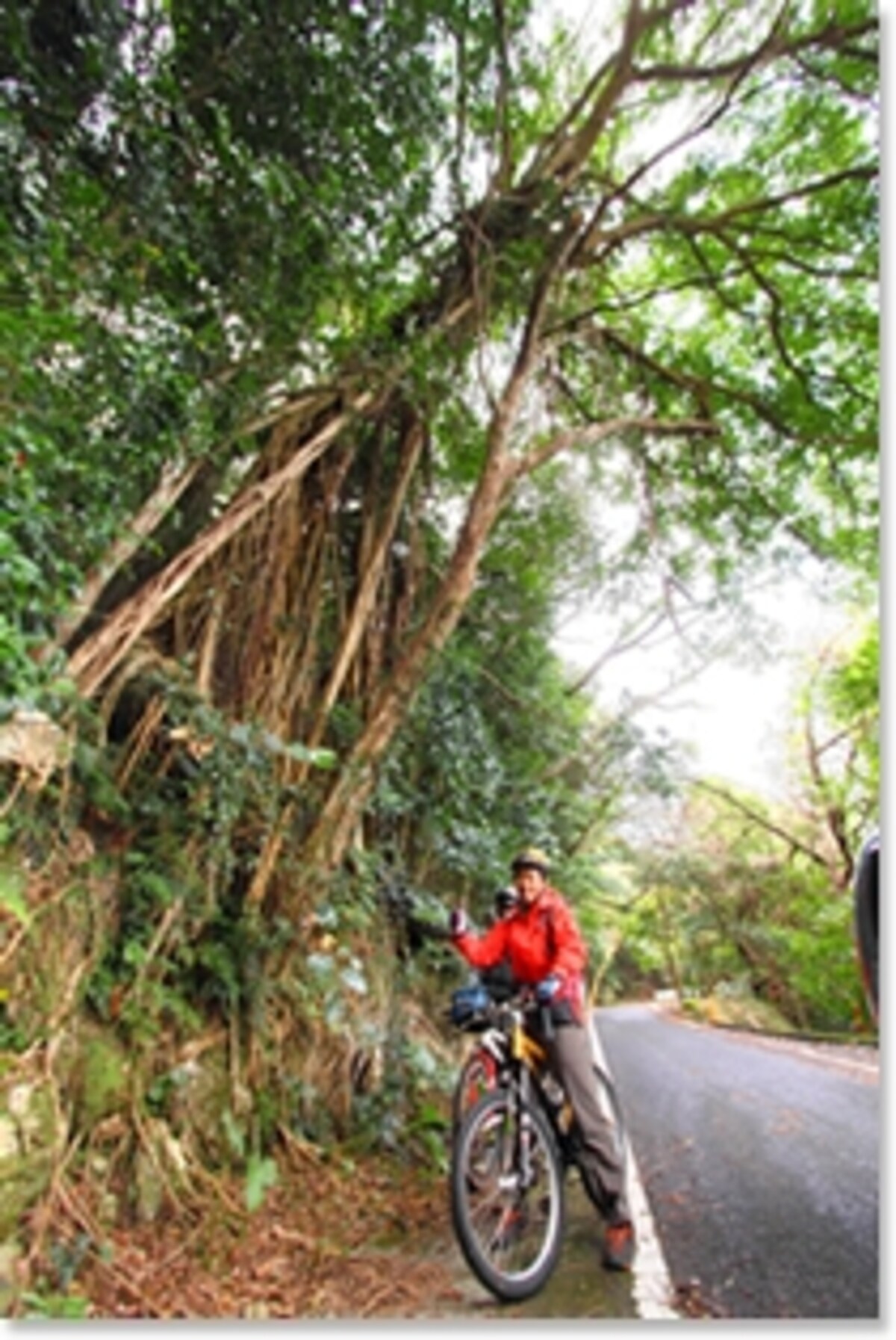 屋久島でサイクリング