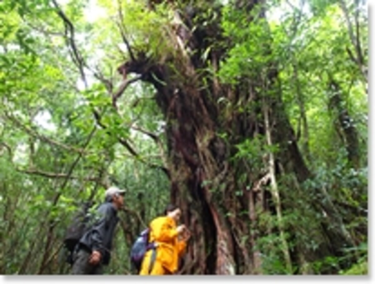屋久島フォレスト・ウォーク
