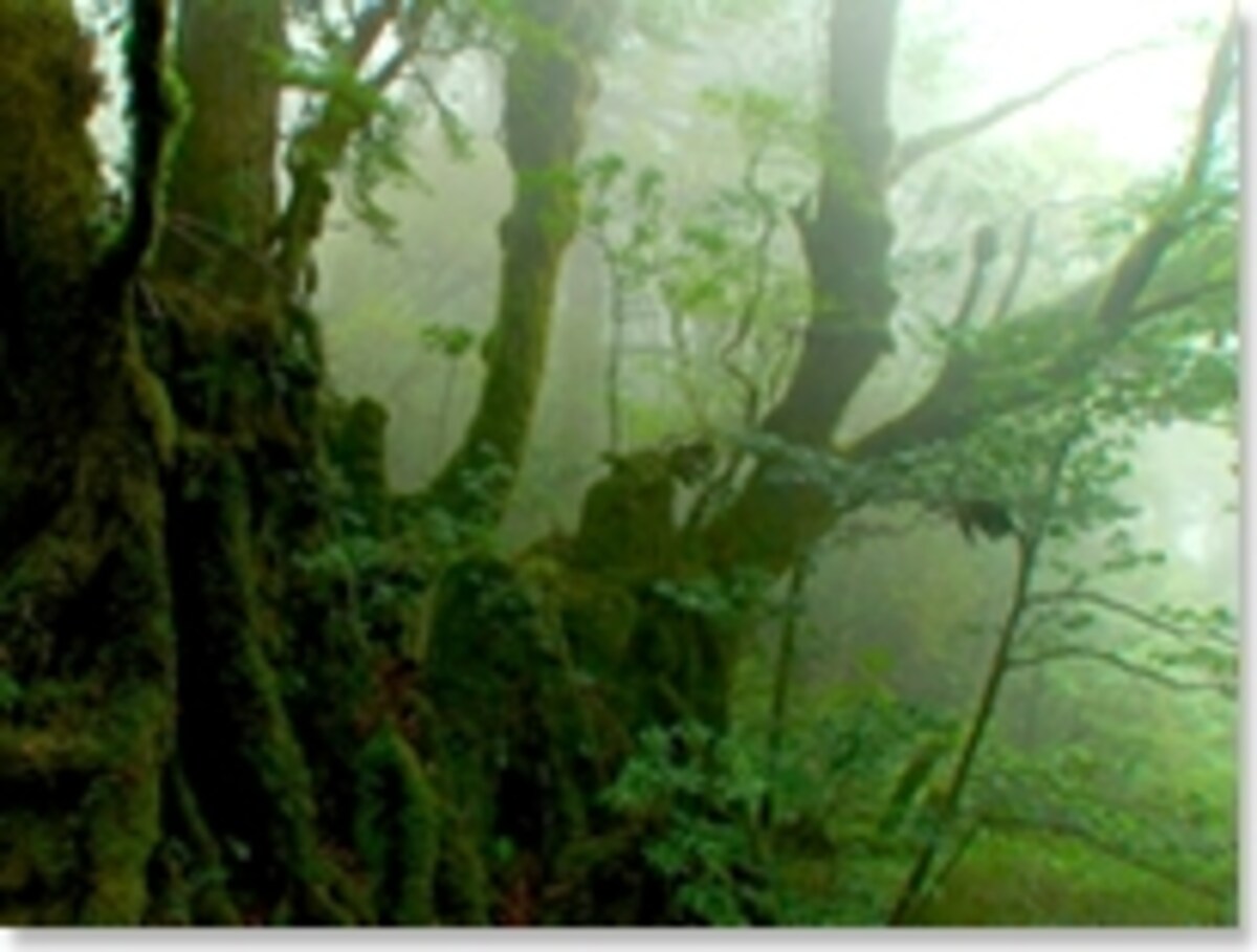 屋久島の山々