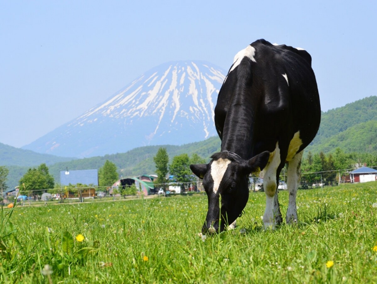 羊蹄山と牧場タカラ
