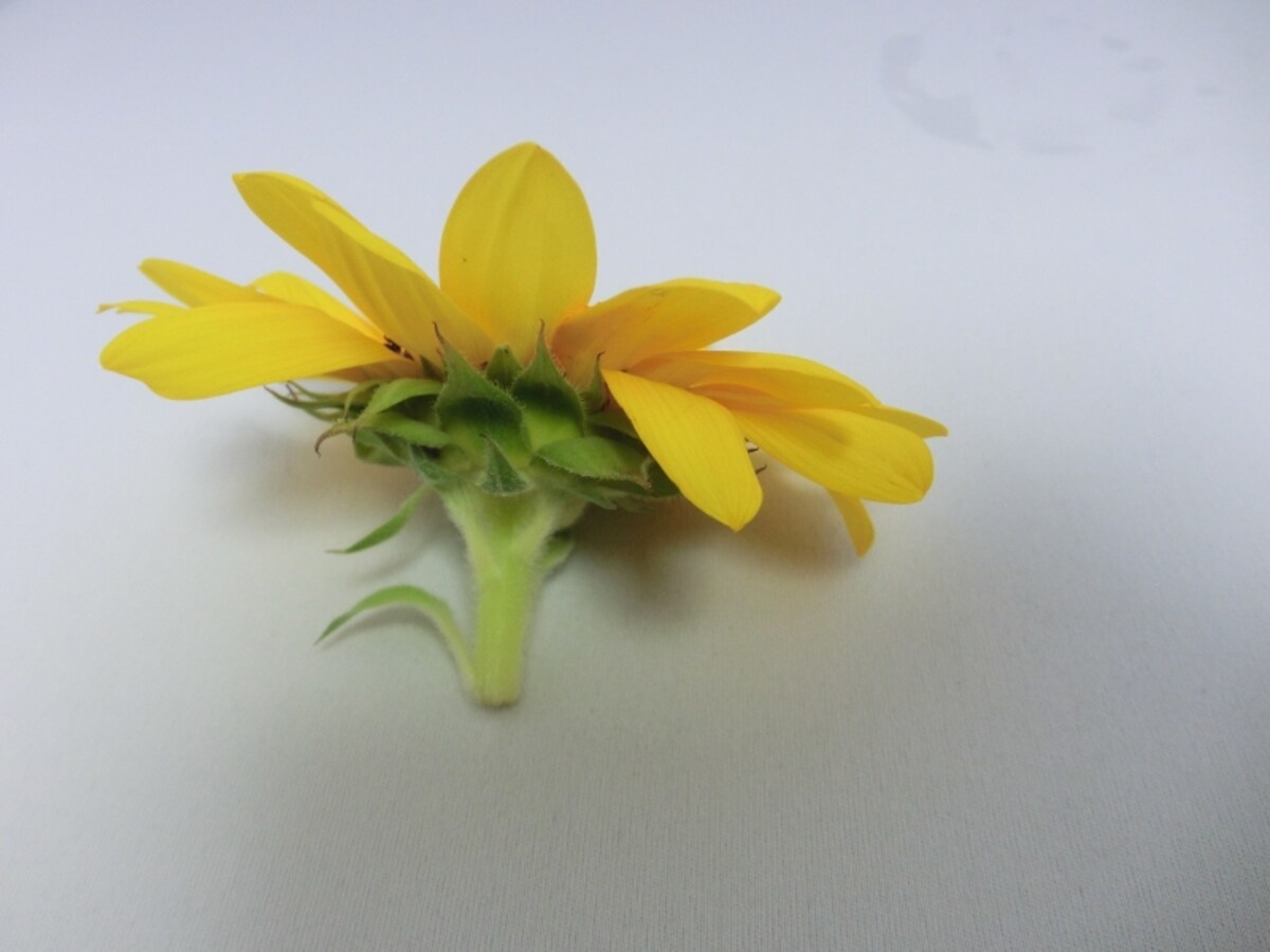 生花