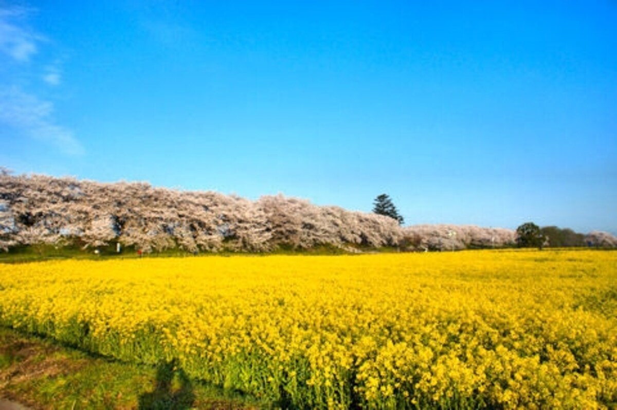 四季の花が楽しめる「権現堂堤」