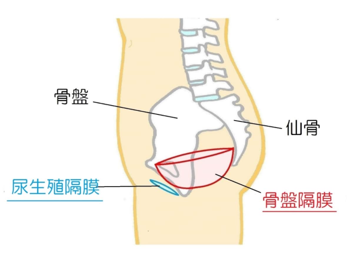 骨盤底