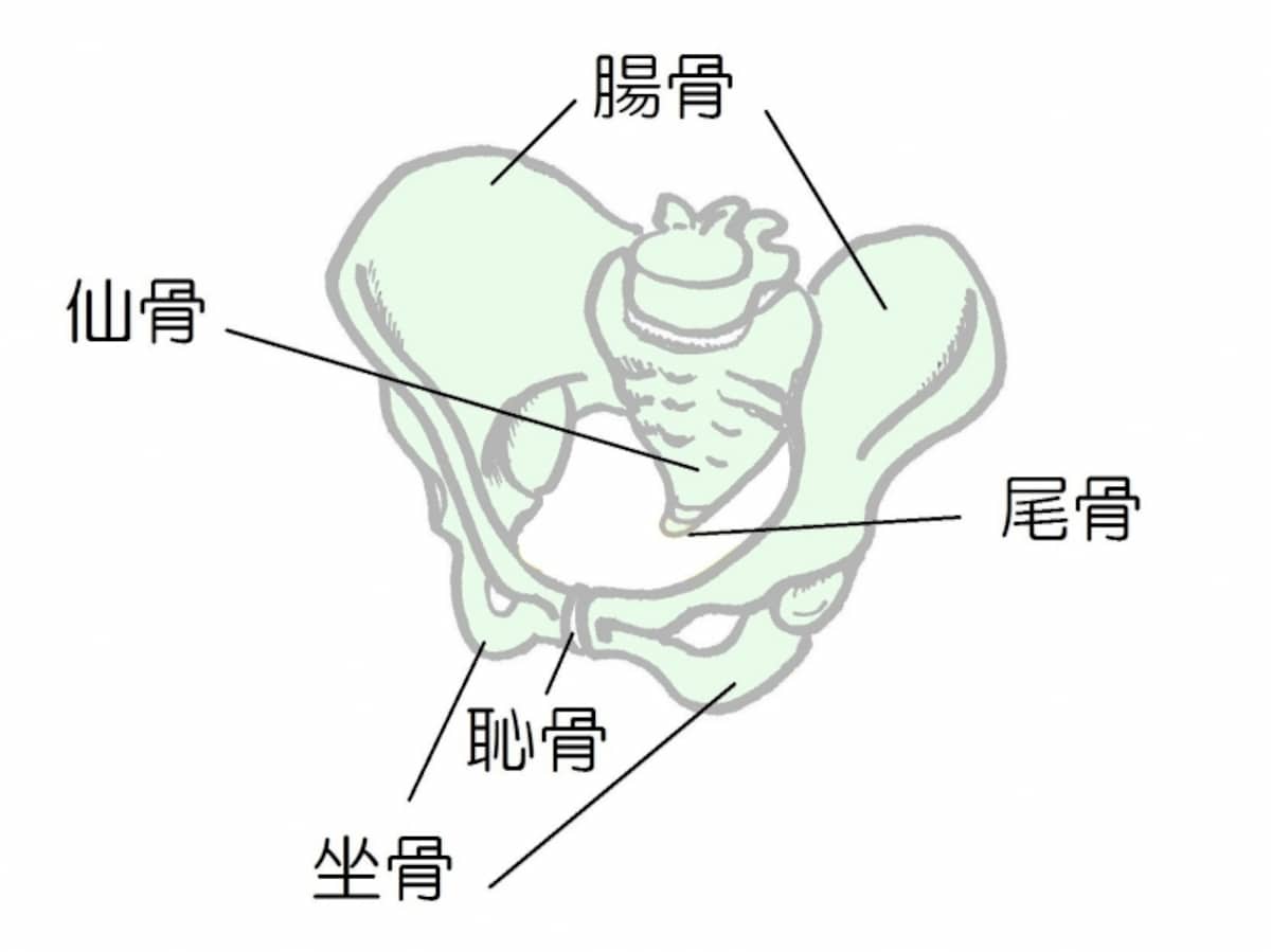 骨盤