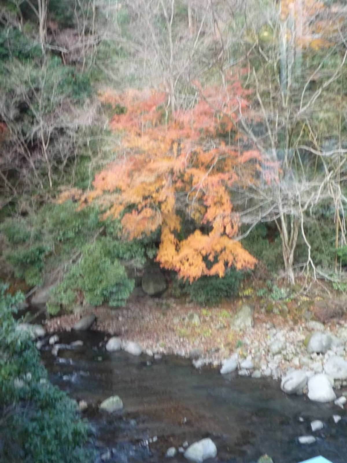 「塔ノ沢 一の湯本館」