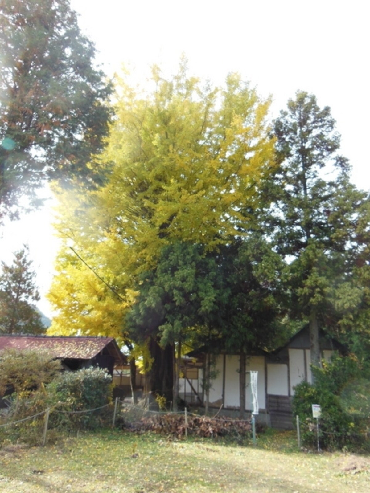 時瀬の大イチョウ