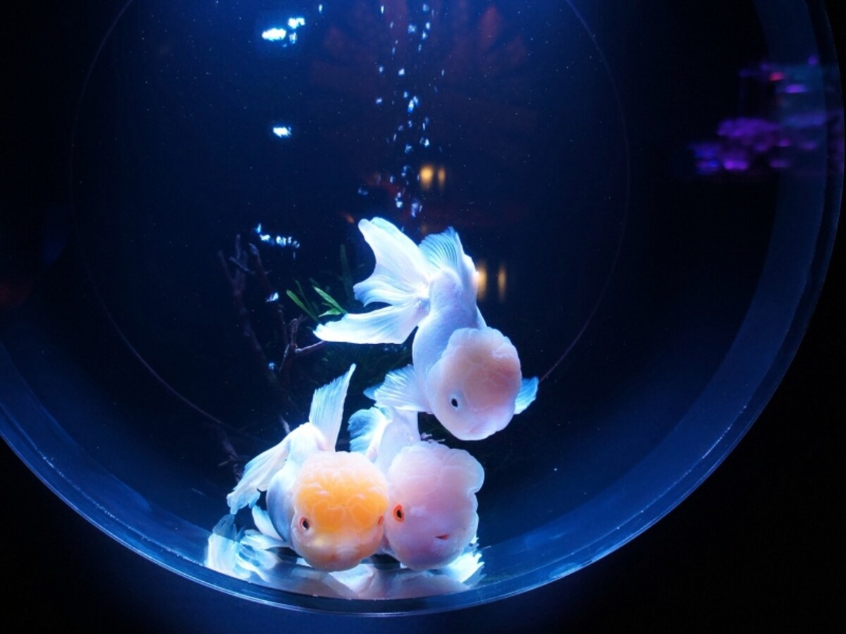 金魚