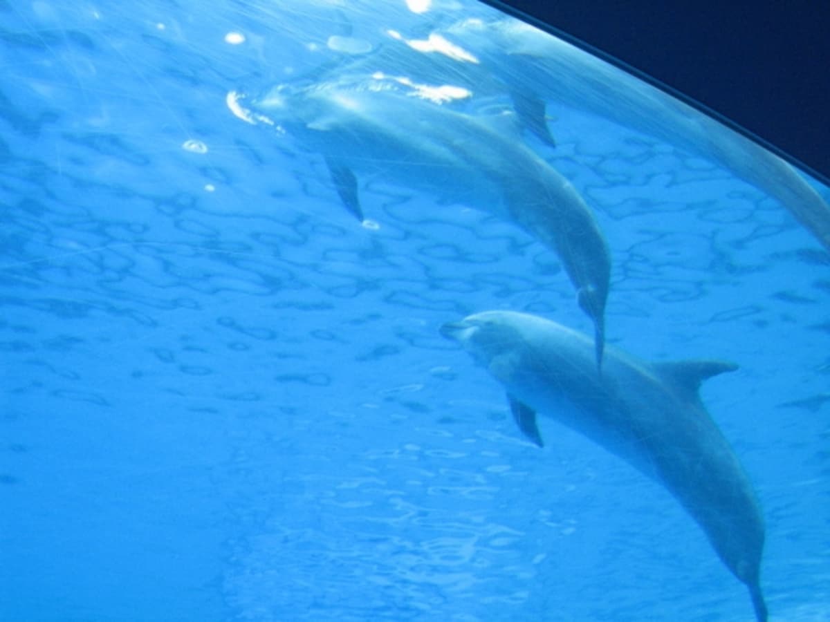 「名古屋港水族館」
