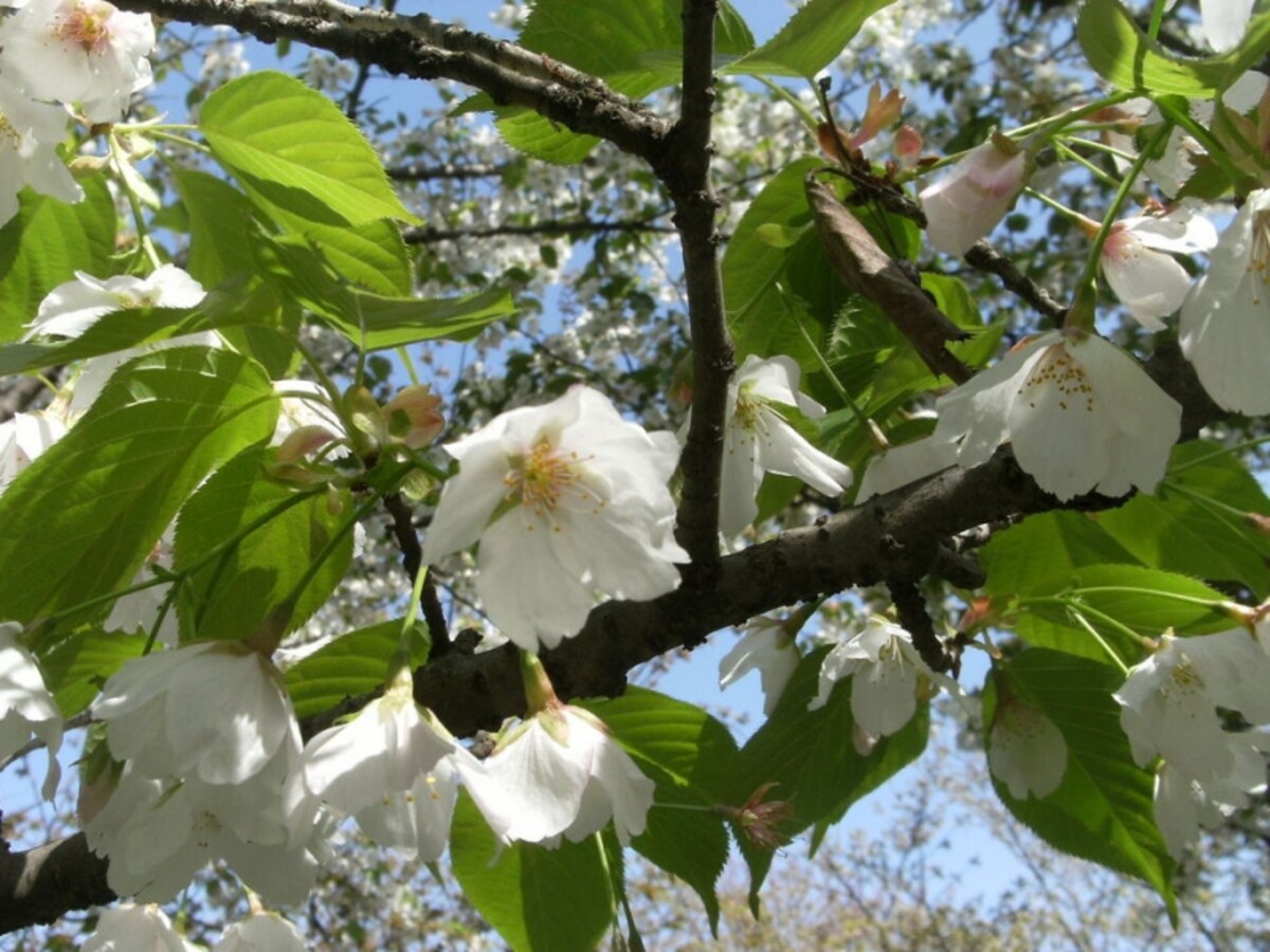 大島桜