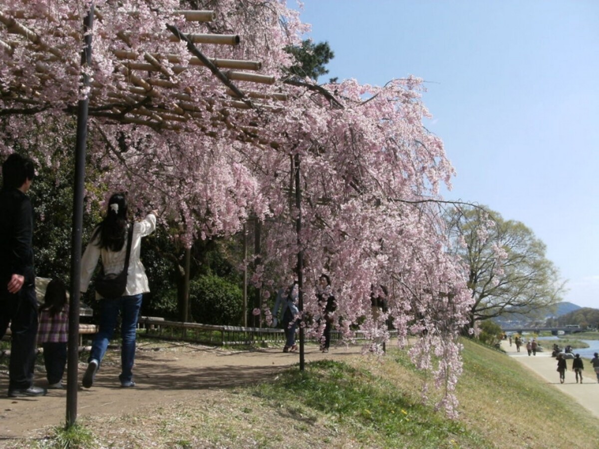 京都の桜