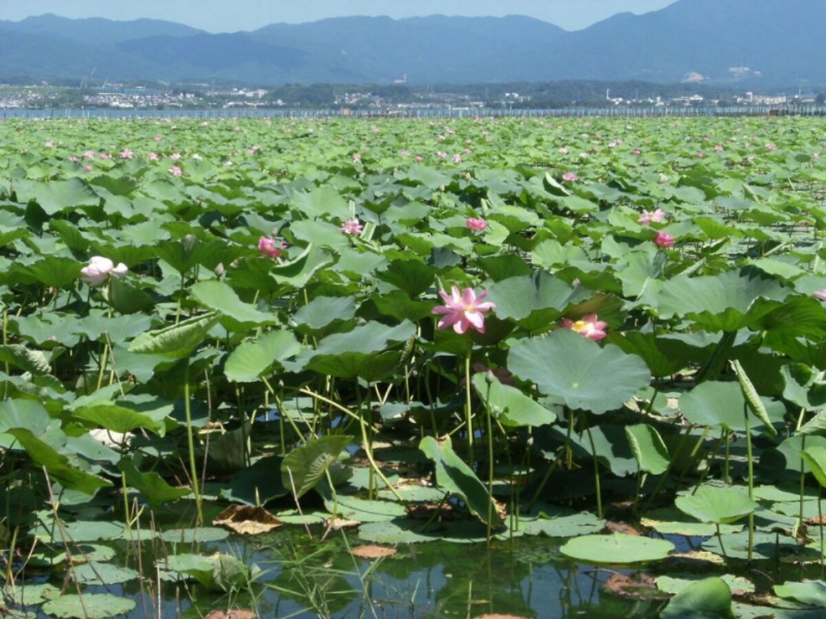 花ハス群生地