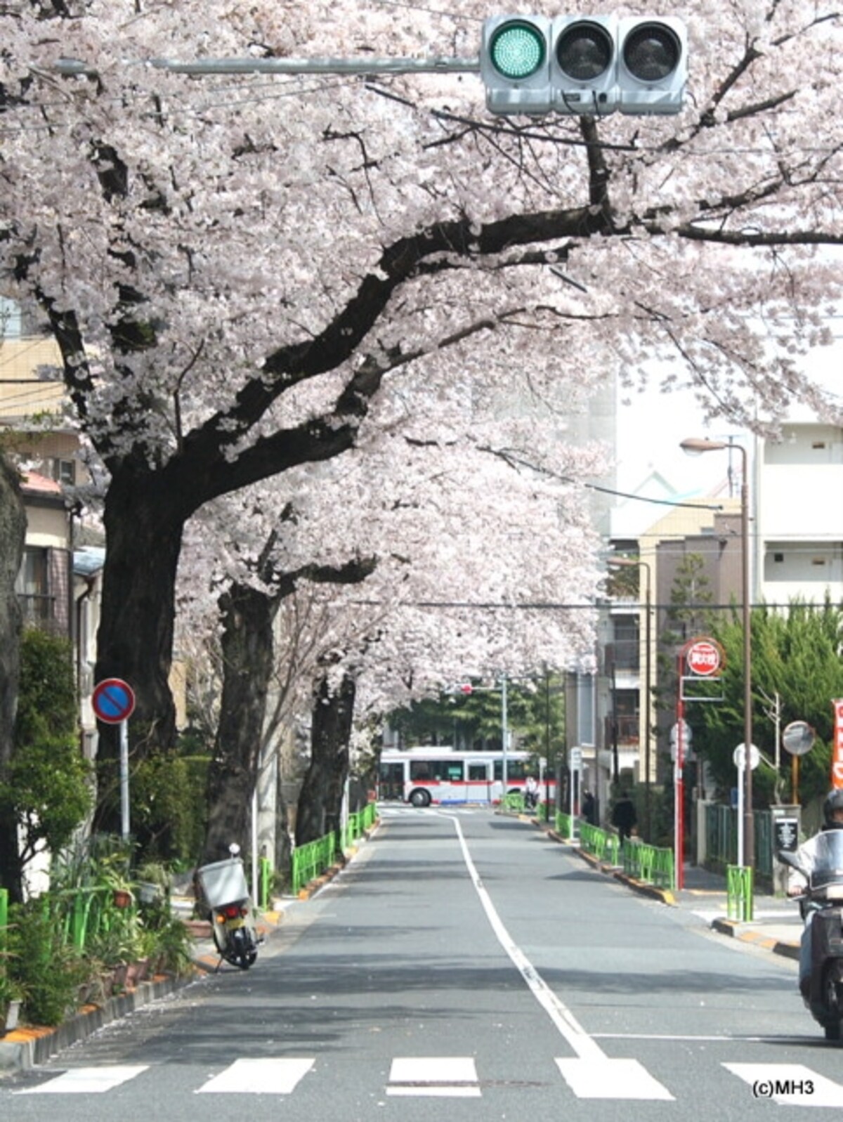春の「碑さくら通り」（目黒区碑文谷）