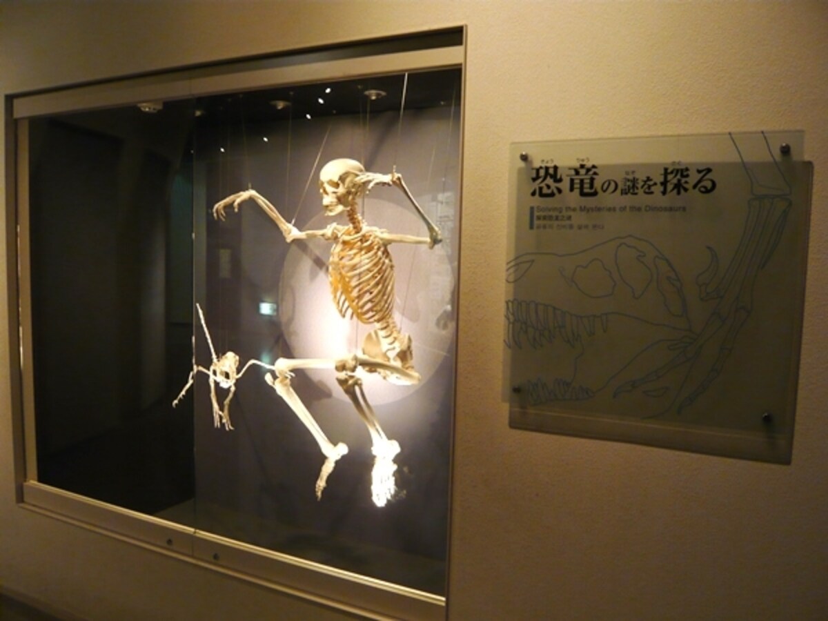 ヒトとバンビラプトル