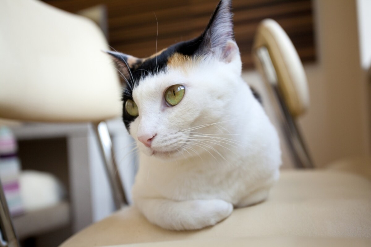 美景でツンデレが三毛猫の基本