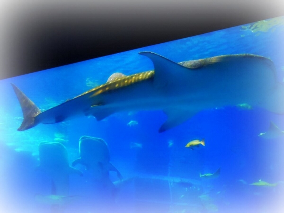 美ら海水族館