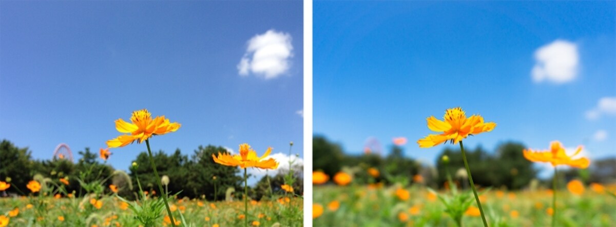 左がスマホ（iPhone）で撮影した写真。花がくっきりして背景も多少ボケてはいますが、右のミラーレス一眼で撮影した写真は、より中央の花がくっきりと際立って見えます。