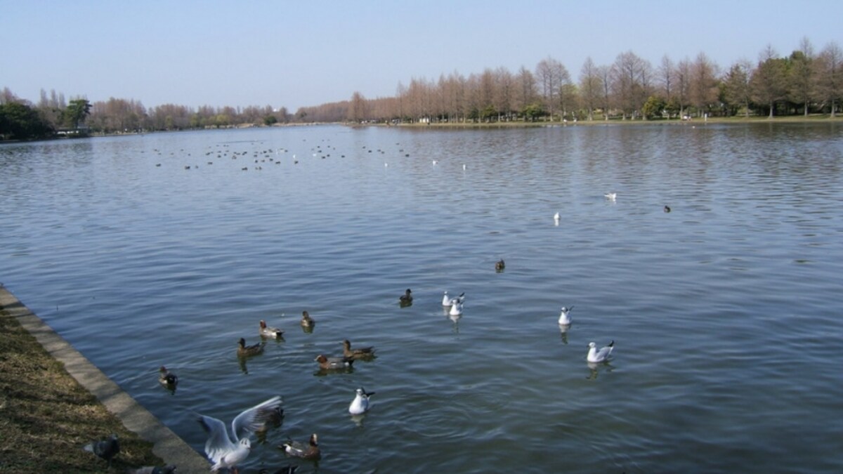 葛飾区「水元公園」