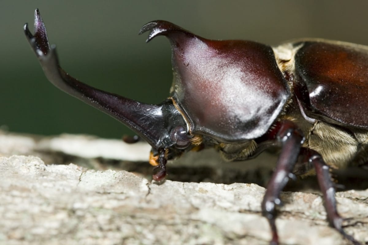 カブトムシのいる木の見つけ方！捕まえ方コツ・木の種類・道具