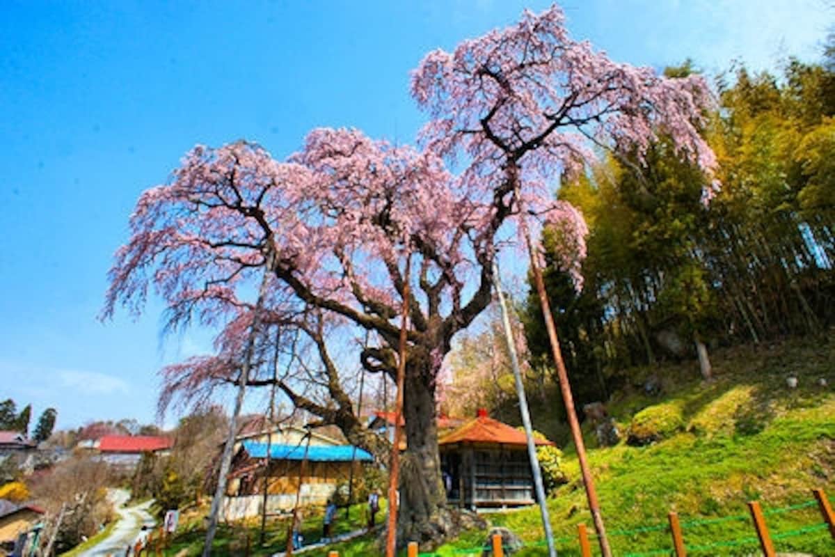 紅枝垂地蔵桜(郡山市)