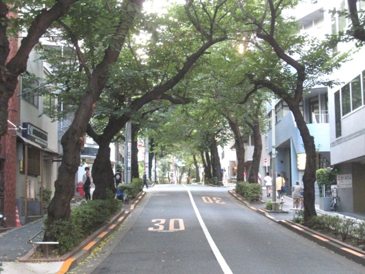 桜並木