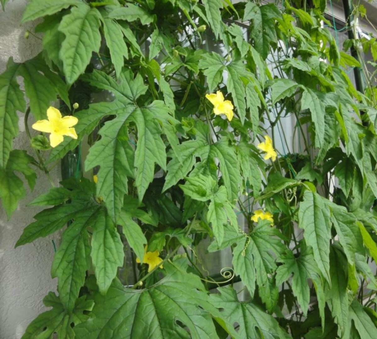 ゴーヤの花