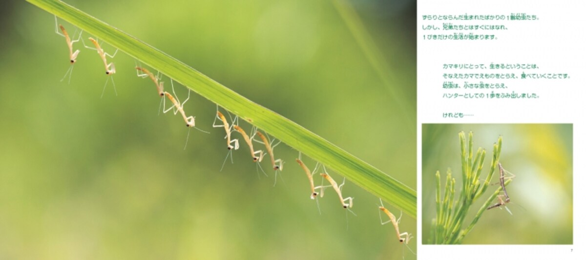 カマキリの幼虫の写真