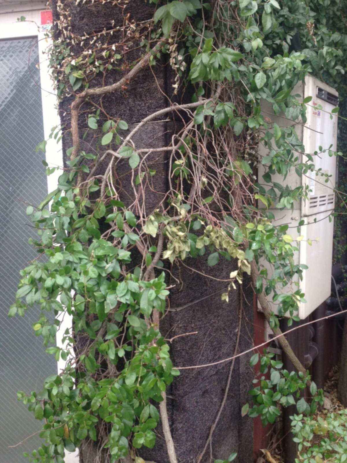 繊維質マットに植物をはわせる外壁