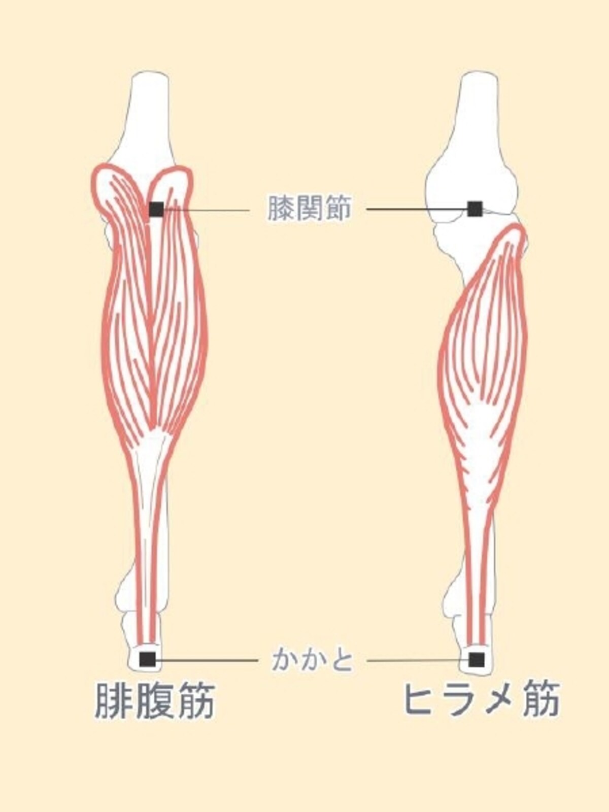 ふくらはぎ筋肉