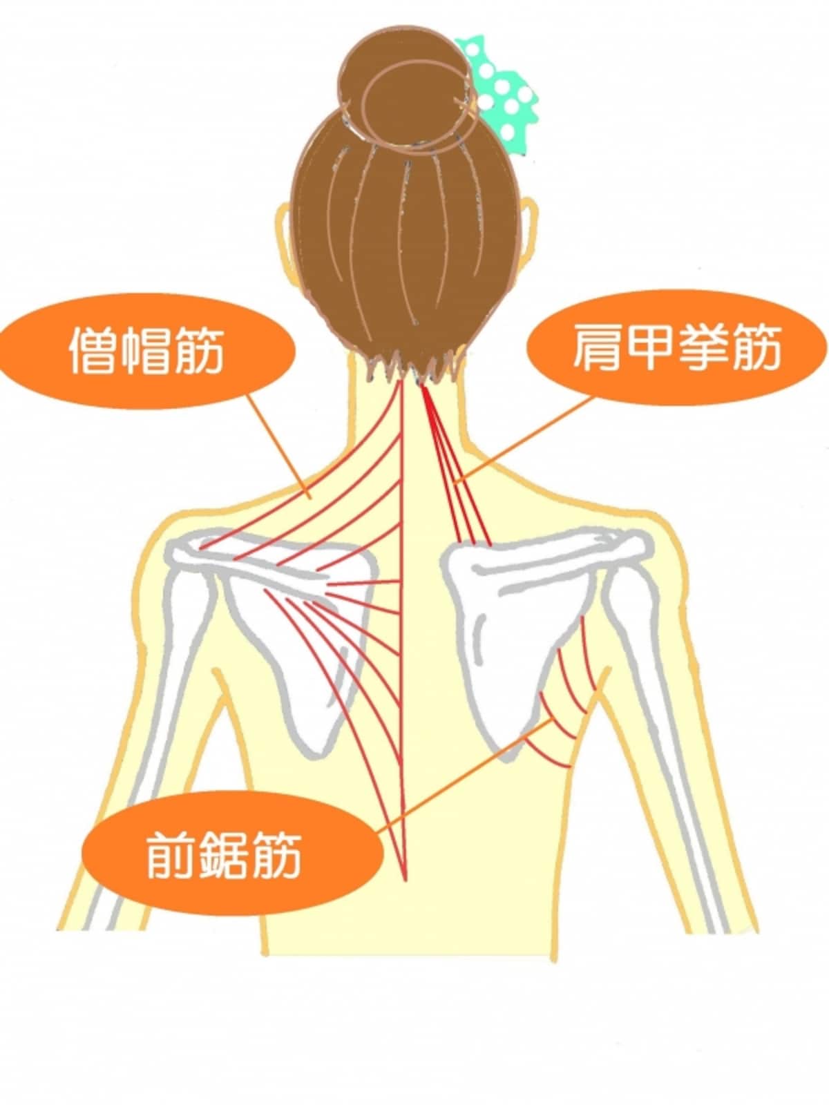 shoulder