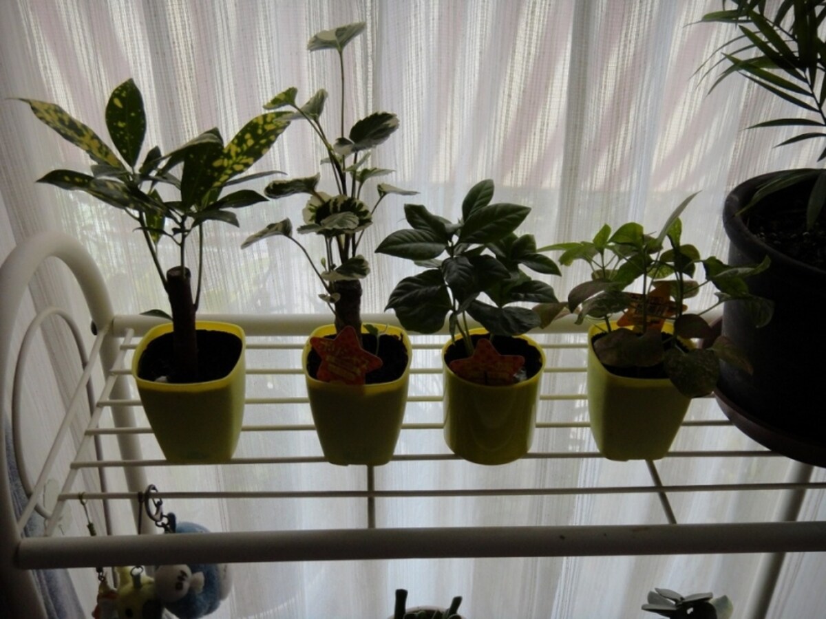 100均の観葉植物