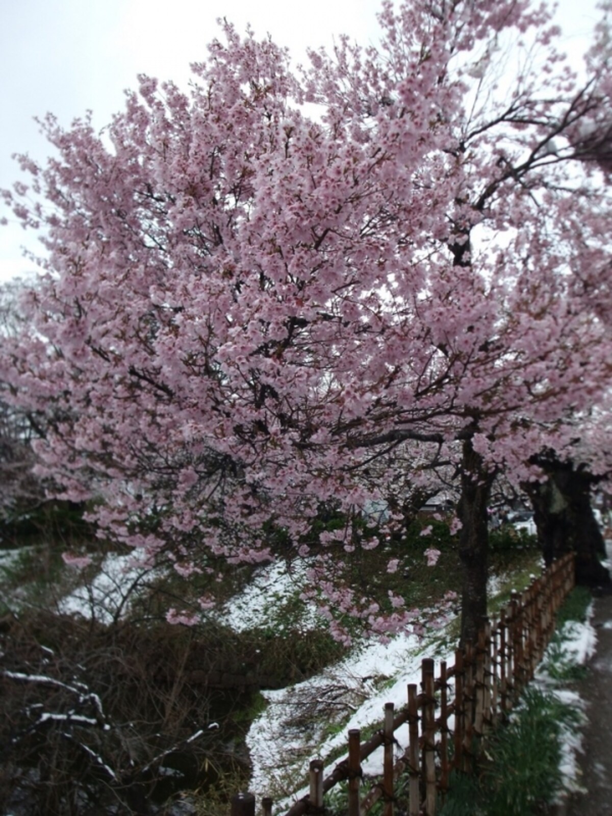 桜と雪